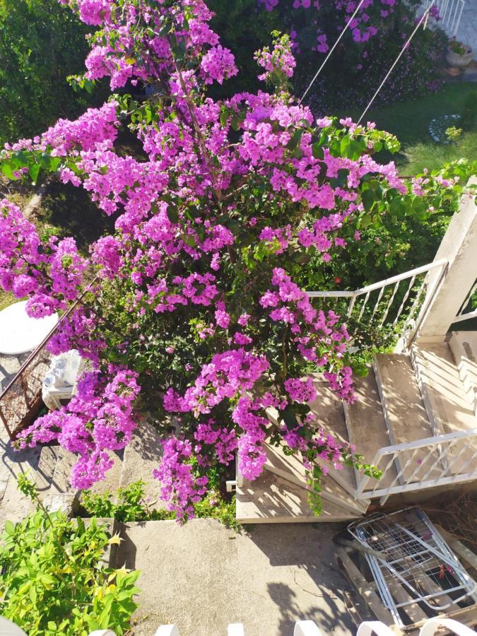 Honey Bee Cavtat Apartment ภายนอก รูปภาพ