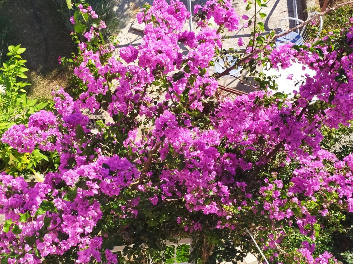 Honey Bee Cavtat Apartment ภายนอก รูปภาพ